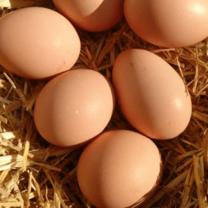 Taze Çiftlik Yumurtası