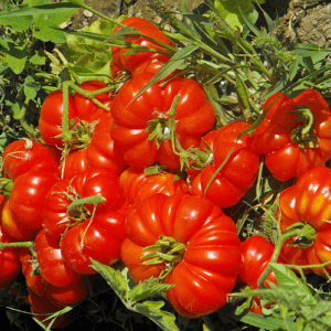 Köy Domatesi Osmanlı