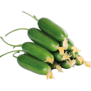 Salata Çıtır Silor