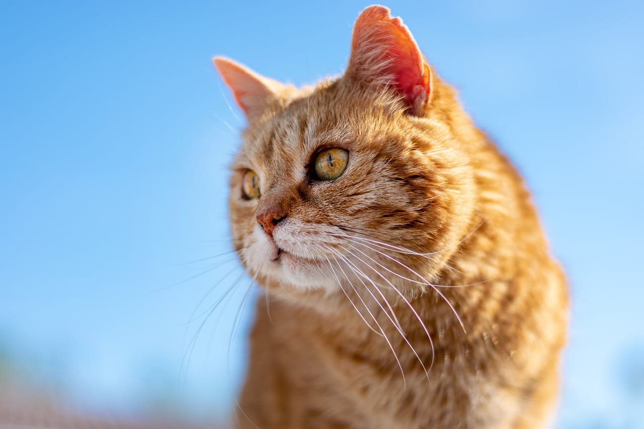 cat, roux, old, look, profile, nature, animal, feline, cat, pet, profile, profile, profile, profile, profile