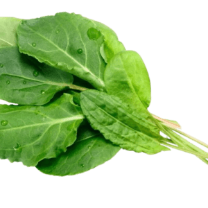 Kuzu Kulağı Yeşil