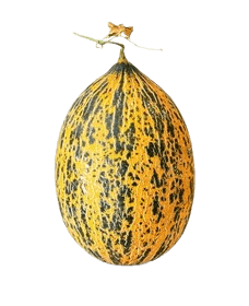 Kavun Kırkağaç